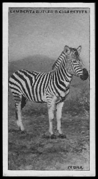 25 Zebra